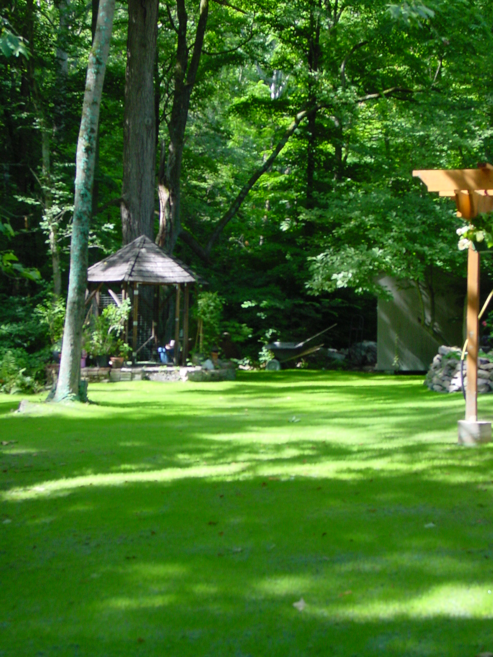 Grass a few weeks later