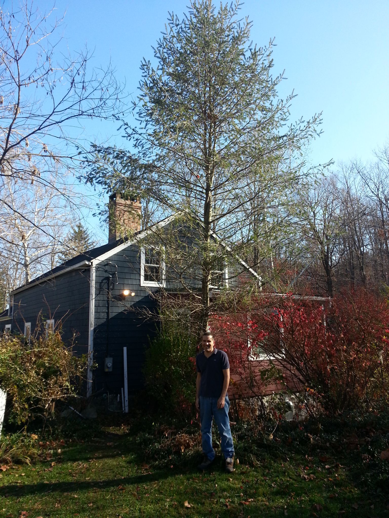 The Jimbo tree before it gets cut down