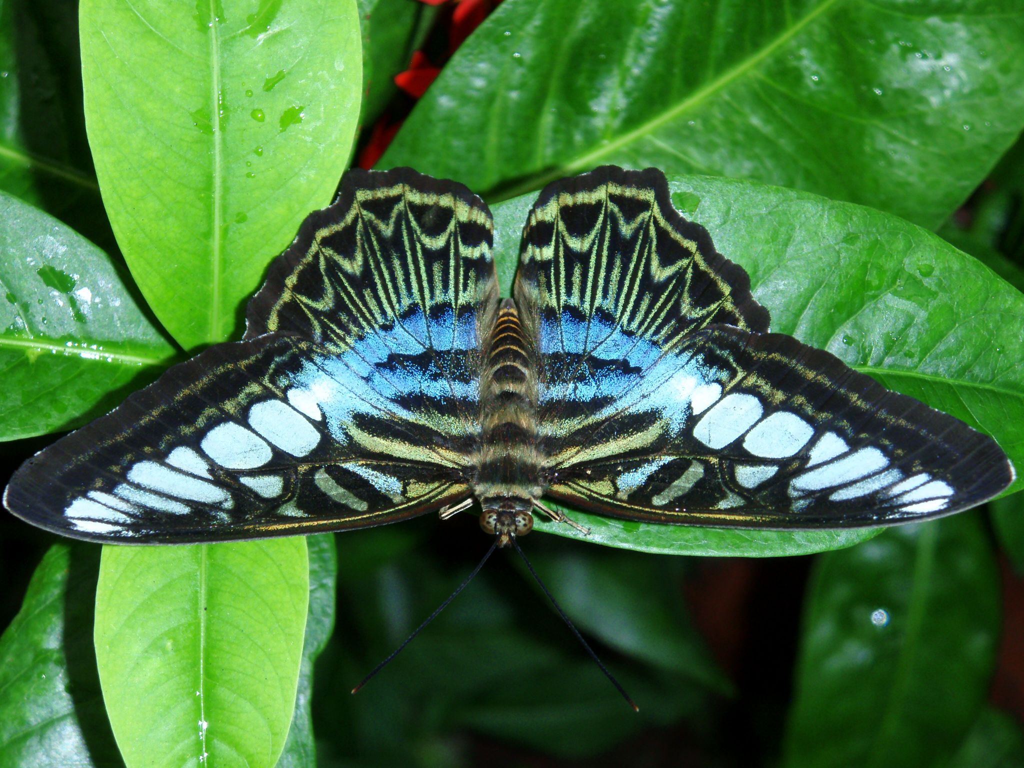 Maldives and Minahasa 2009